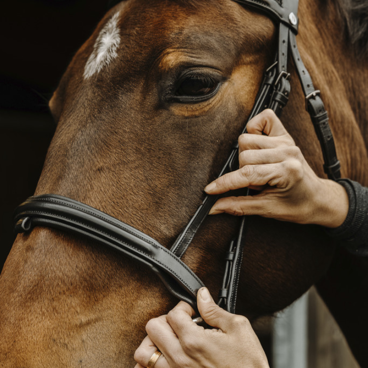 Norton Pro Apophyse Bridle Black