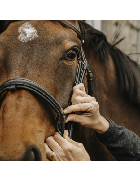 Norton Pro Apophyse Bridle Black