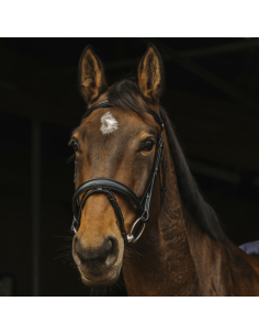 Norton Pro Dark Bridle Black