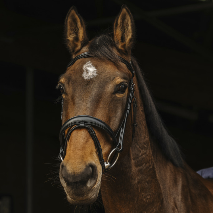 Norton Pro Dark Bridle Black