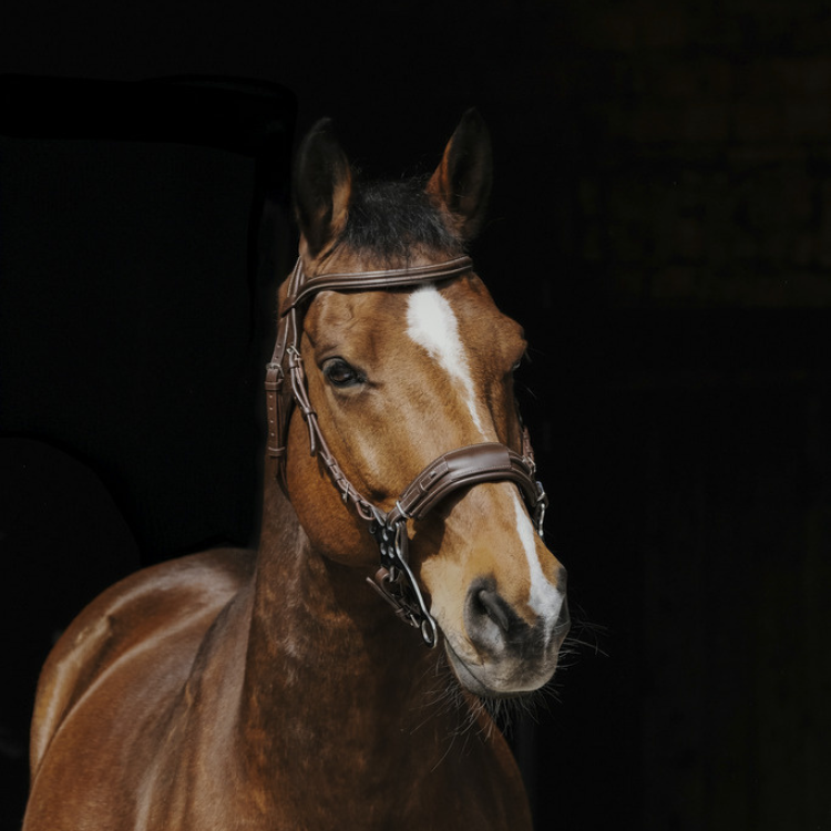 Norton Pro Hackamore Bridle Havana