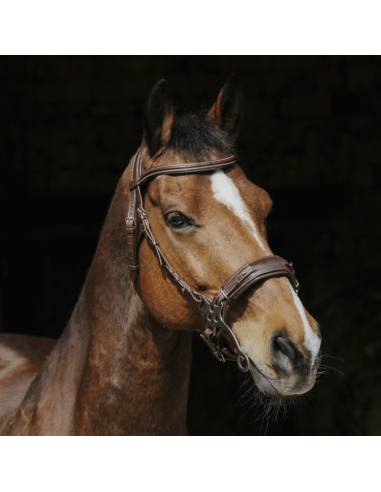 Norton Pro Hackamore Bridle Havana