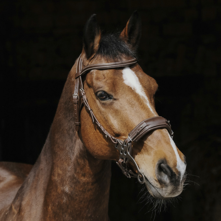 Norton Pro Hackamore Bridle Havana