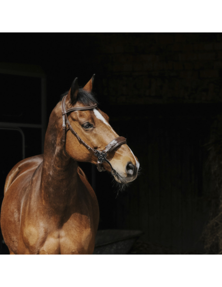 Norton Pro Hackamore Bridle Black