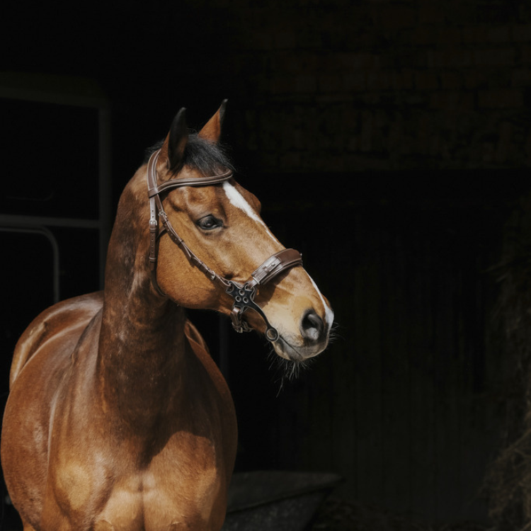 Norton Pro Hackamore Bridle Black