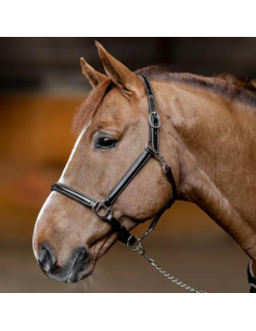 HFF Cuir Little Groom Halter Black 2