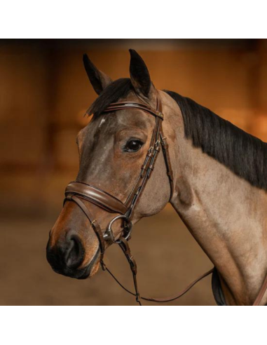 HFI Pull-Back Edges Bridle Brown