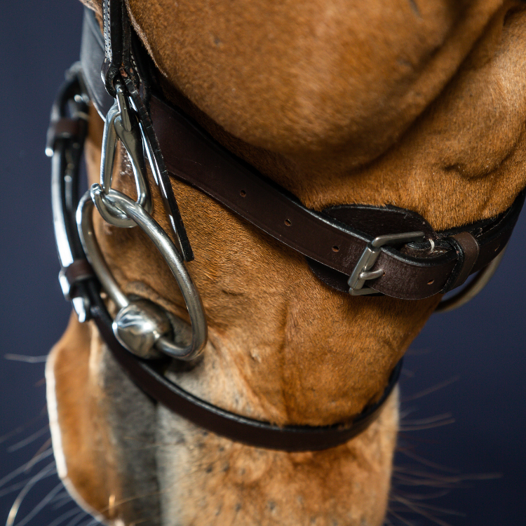 Bridon Dy'on Cuir Plat à Mousquetons Working MARRON