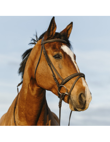 Riding World With Double Flash Noseband Bridle Havana