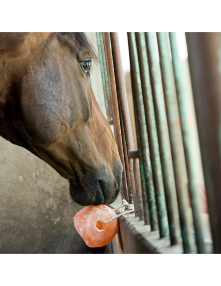 Pierre à Sel Hippotonic Himalaya