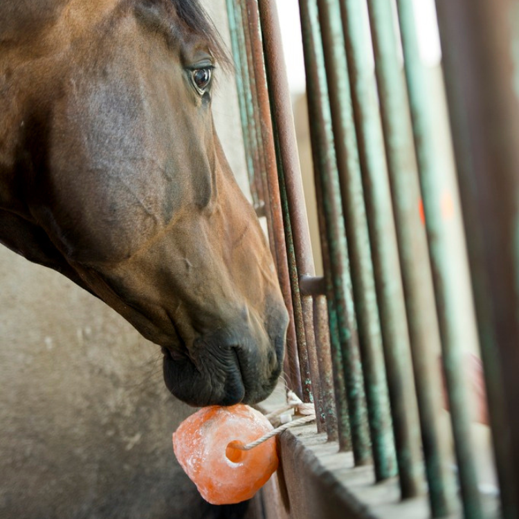 Pierre à Sel Hippotonic Himalaya