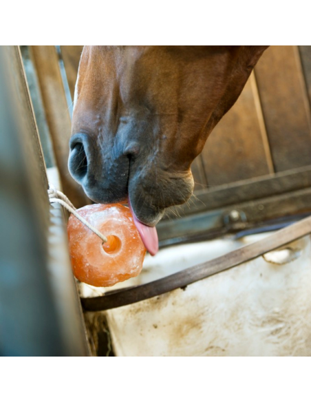 Pierre à Sel Hippotonic Himalaya