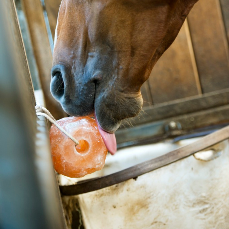 Pierre à Sel Hippotonic Himalaya