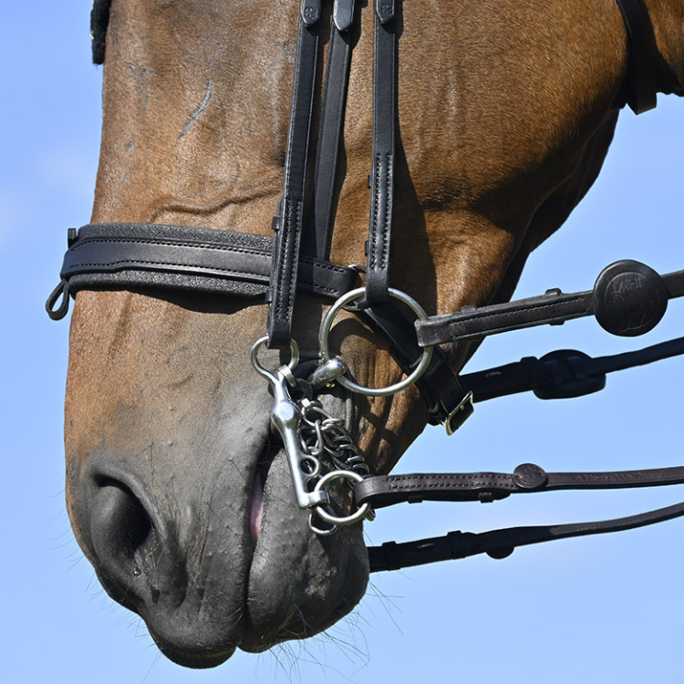 Bride IHWT Évolution Conctact Dressage Pull-Back Noir