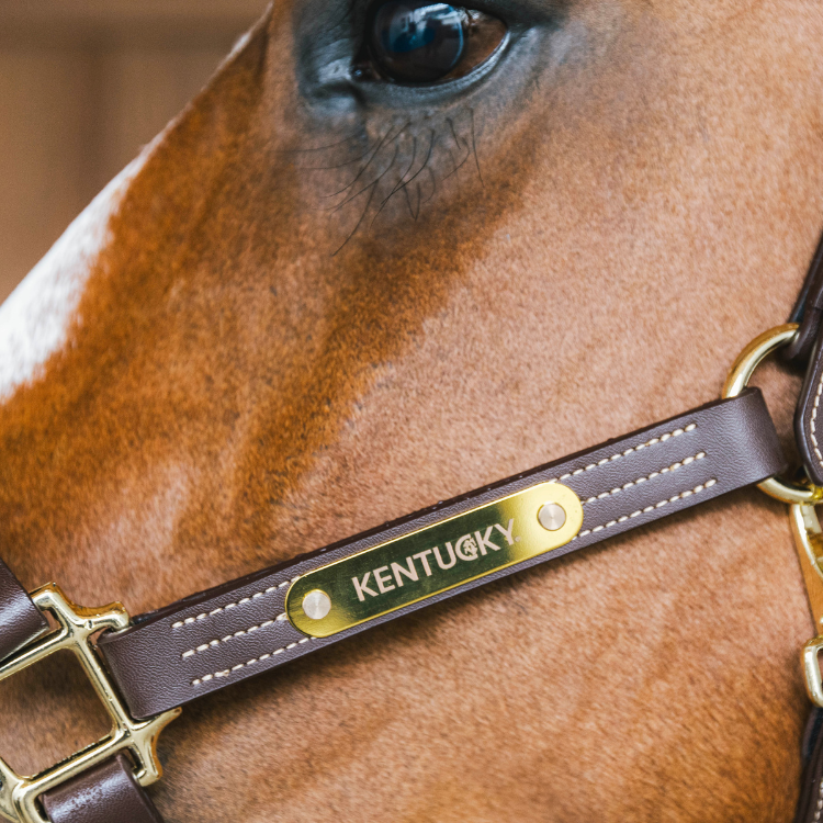 Licol Kentucky Cuir Wellington Marron