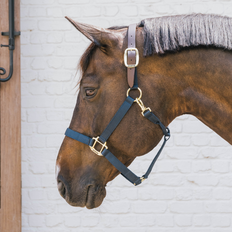 Licol Kentucky Nylon Breakaway Marine