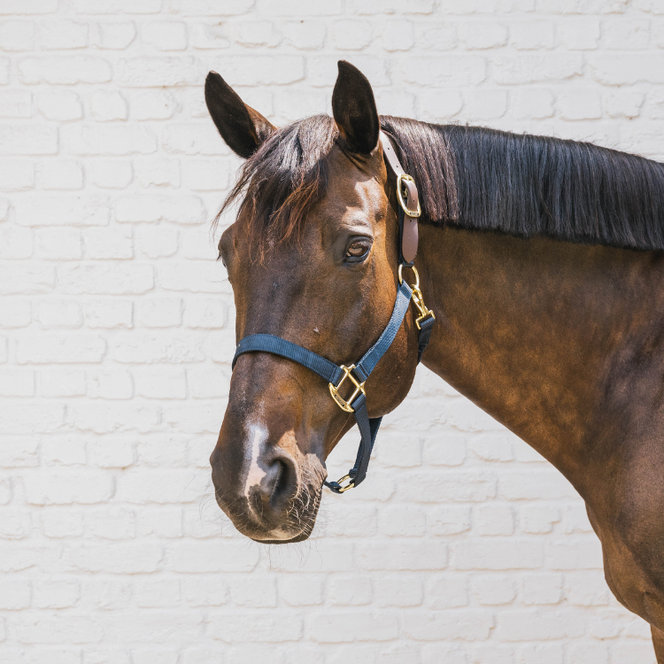 Licol Kentucky Nylon Breakaway Marine