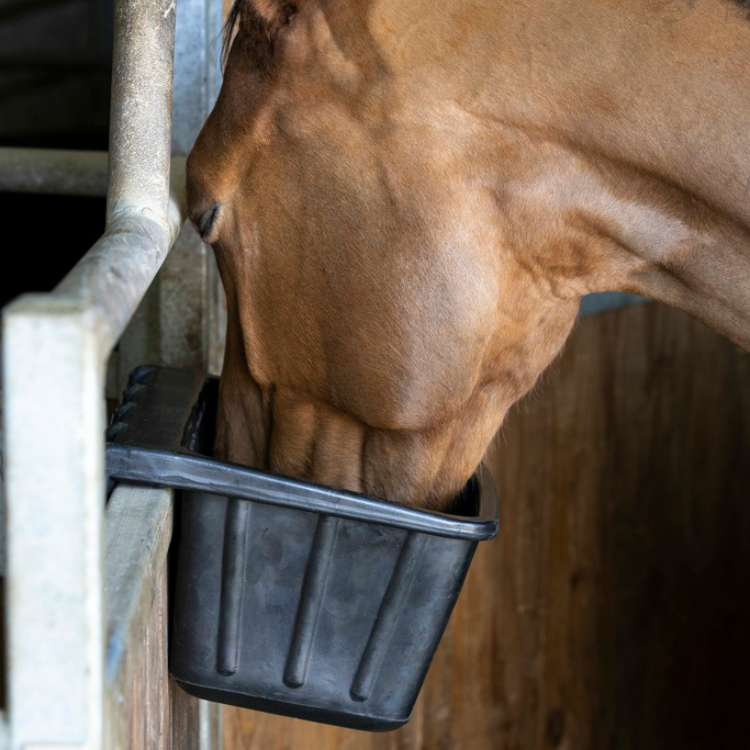 Mangeoire anti-glouton - Hippotonic