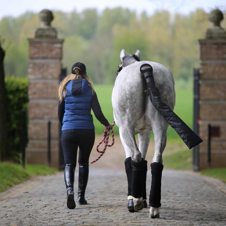 Bandes De Repos Kentucky Noir