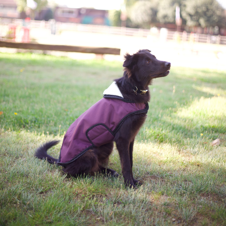 Manteau Pour Chien Flags & Cup Atamik Prune