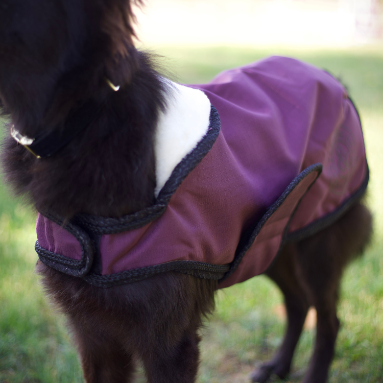 Manteau Pour Chien Flags & Cup Atamik Prune