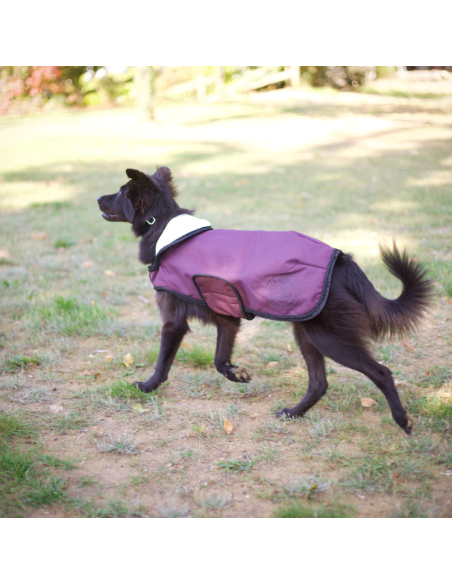 Manteau Pour Chien Flags & Cup Atamik Prune