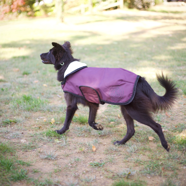 Manteau Pour Chien Flags & Cup Atamik Prune