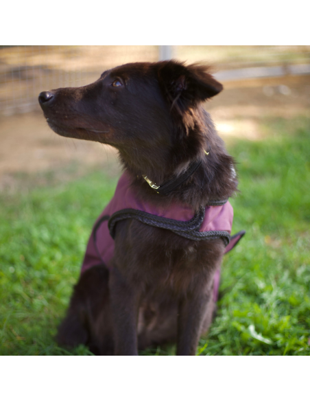 Manteau Pour Chien Flags & Cup Atamik Prune