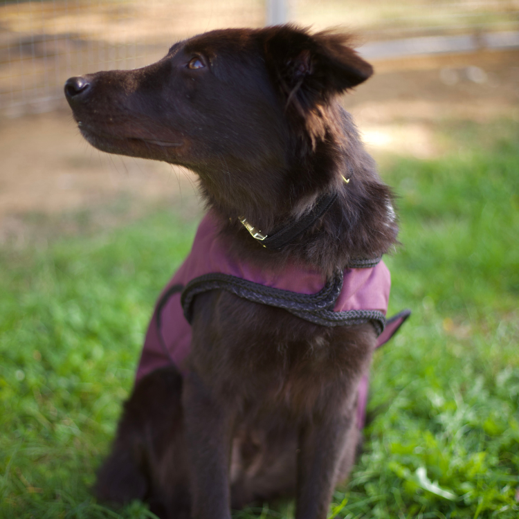 Manteau Pour Chien Flags & Cup Atamik Prune