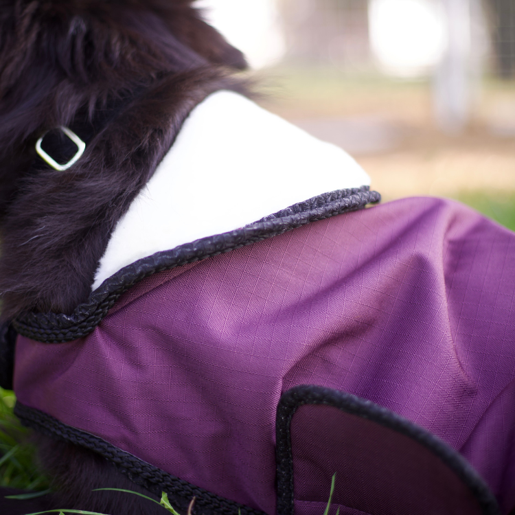 Manteau Pour Chien Flags & Cup Atamik Prune