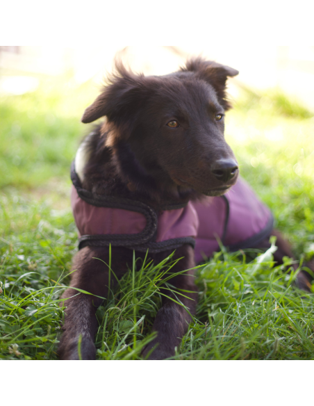 Manteau Pour Chien Flags & Cup Atamik Prune