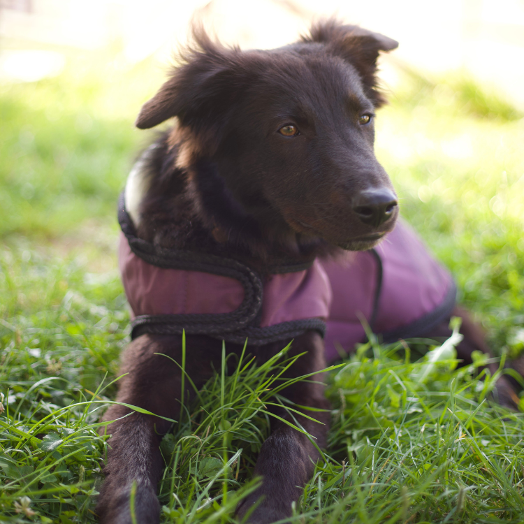 Manteau Pour Chien Flags & Cup Atamik Prune