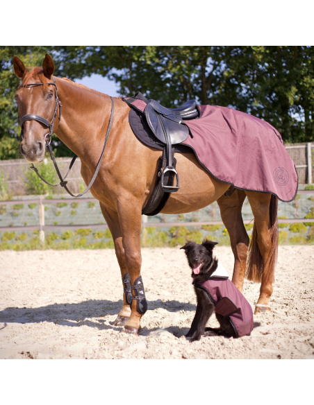 Manteau Pour Chien Flags & Cup Atamik Prune