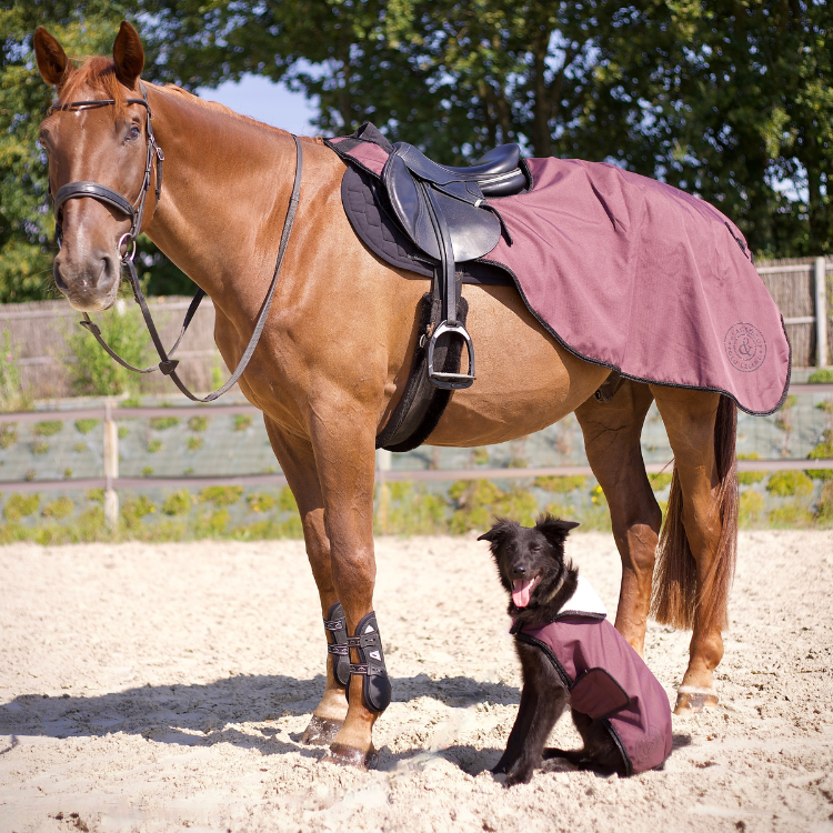 Manteau Pour Chien Flags & Cup Atamik Prune