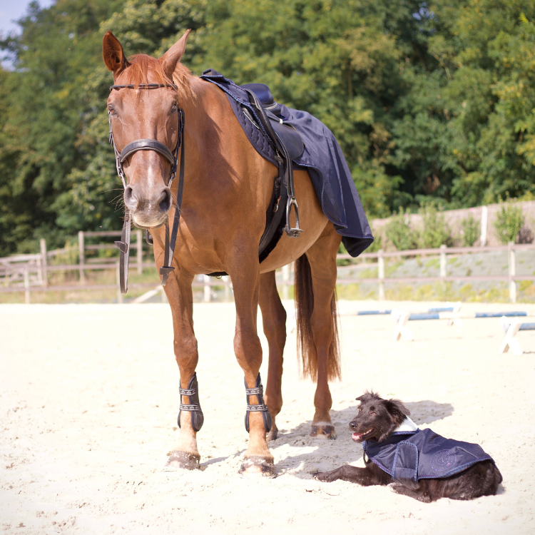 Manteau Pour Chien Flags & Cup Atamik Marine