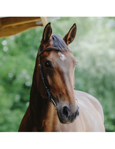 Norton Freedom Bridle Havana