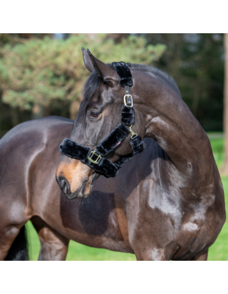 Licol LeMieux Comfort