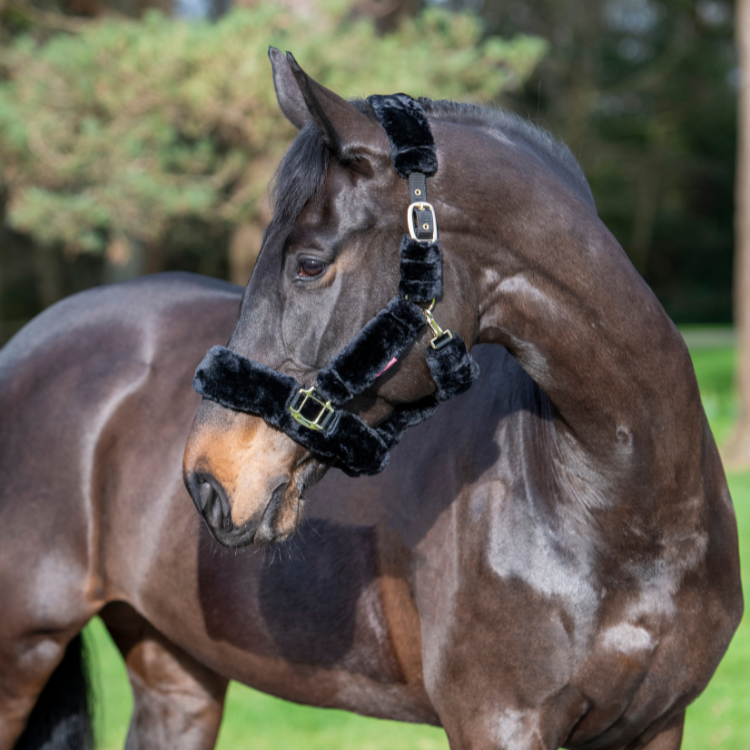 Licol LeMieux Comfort