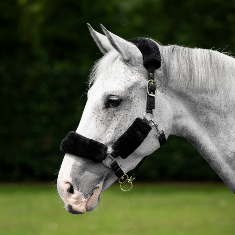 Licol LeMieux Comfort