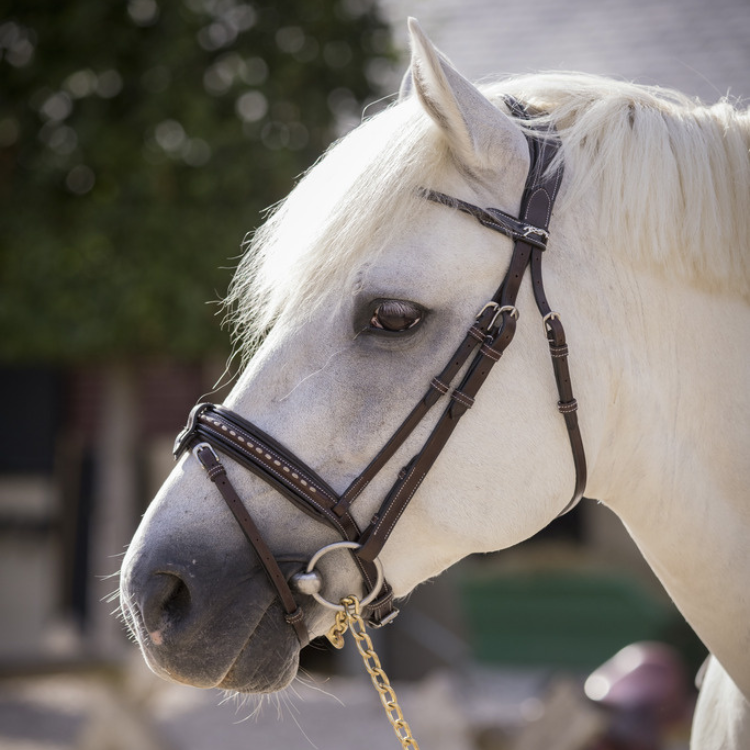 Bridon Penelope Eden Havane