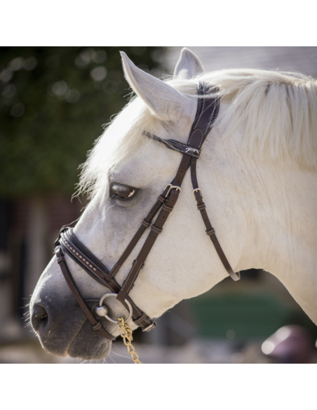 Bridon Penelope Eden Havane