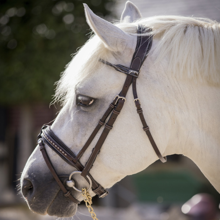 Bridon Penelope Eden Havane