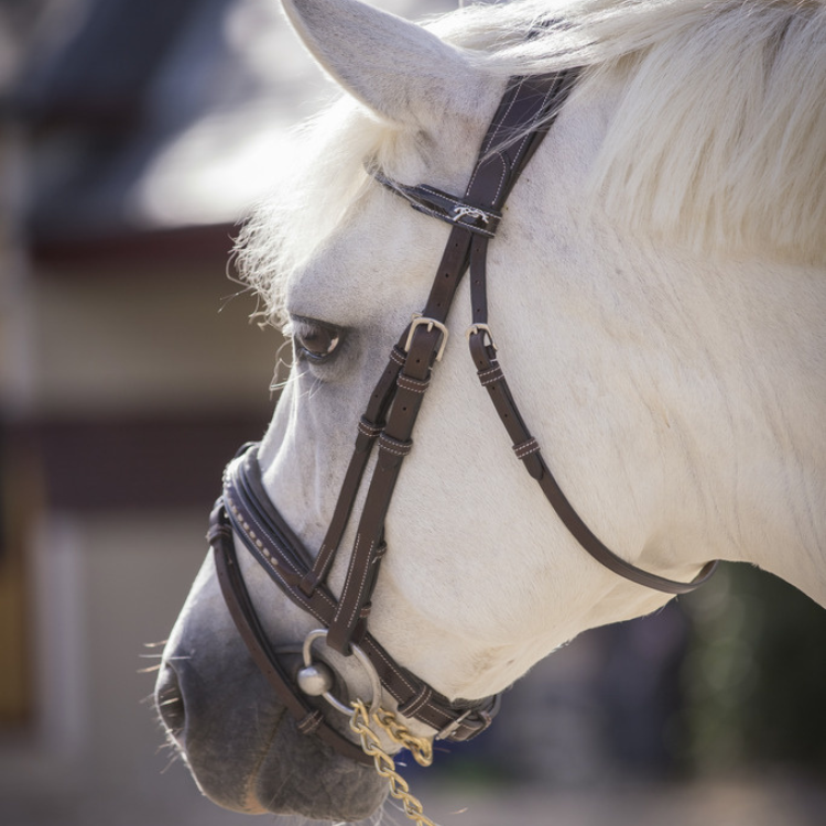 Bridon Penelope Eden Havane