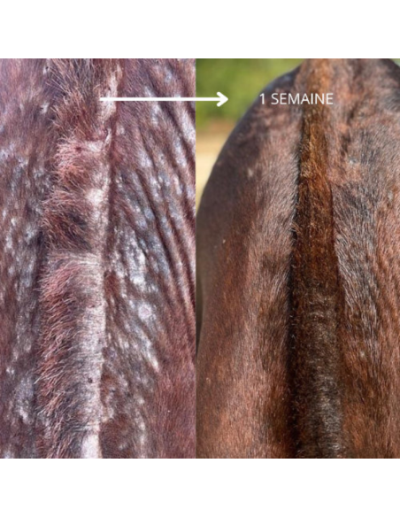 Huile 067 Ozone Skin Guard