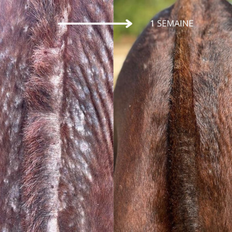 Huile 067 Ozone Skin Guard