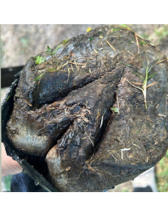 Huile 067 Ozone Hoof Guard 100ml 2