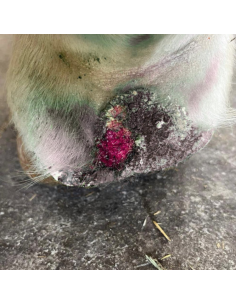 067 Ozone Bulb Guard Oil 100ml 2