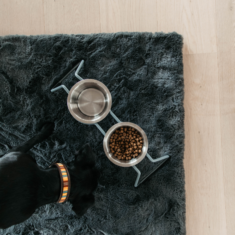 Gamelle Kentucky Pour Chien Confort Bleu S