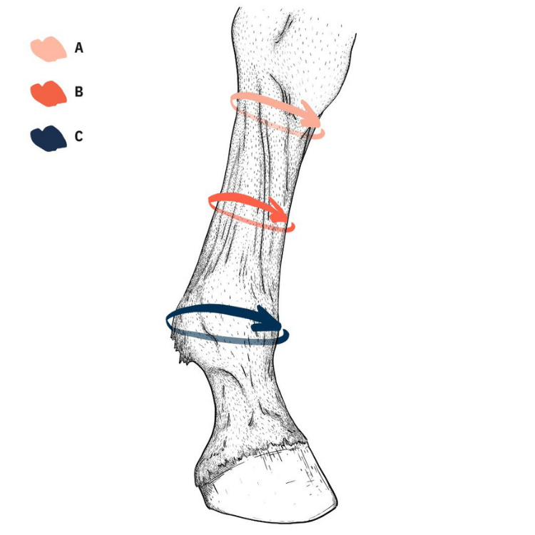 Guêtres Et Chaussettes De Compression Stübben Equi Compress Postérieur Guide des tailles