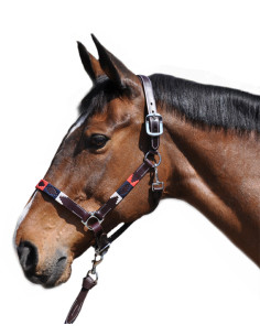 Licol Flags&Cup Chukka rouge